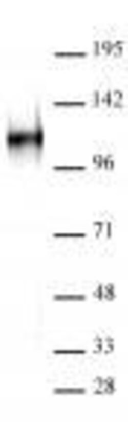 BCL11A Monoclonal Antibody (BCL11A/123), Active Motif 10 &mu;g; Unconjugated:Antibodies,