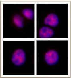 MOF / MYST1 Polyclonal Antibody, Active Motif 10 &mu;L; Unconjugated:Antibodies,