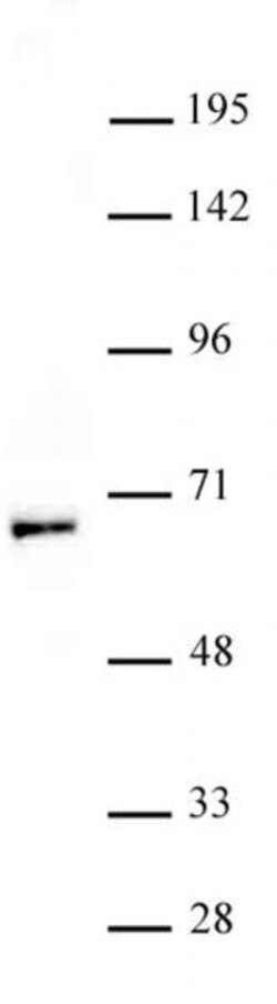 MOF / MYST1 Polyclonal Antibody, Active Motif 10 &mu;L; Unconjugated:Antibodies,