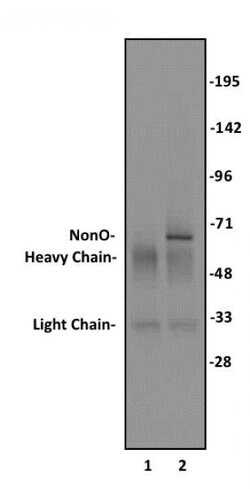 NonO Polyclonal Antibody, Active Motif 10 &mu;g | Buy Online | Active Motif | Fisher Scientific