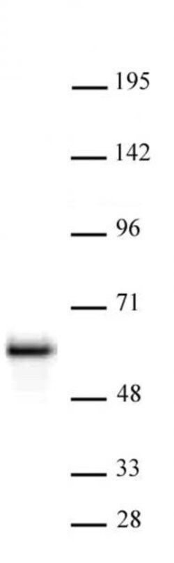 NonO Polyclonal Antibody, Active Motif 10 &mu;g | Buy Online | Active Motif | Fisher Scientific