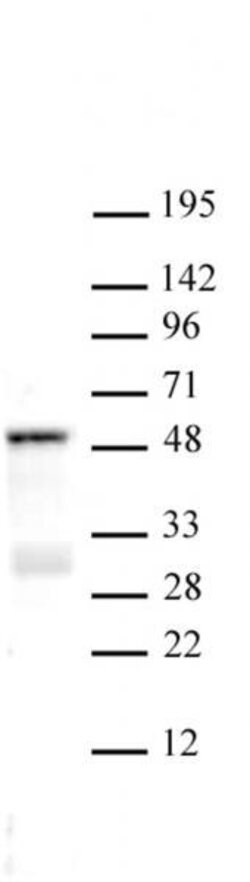 SMAD3 Polyclonal Antibody, Active Motif:Antibodies:Primary Antibodies