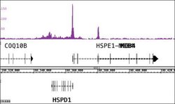 CTBP2 Polyclonal Antibody, Active Motif:Antibodies:Primary Antibodies