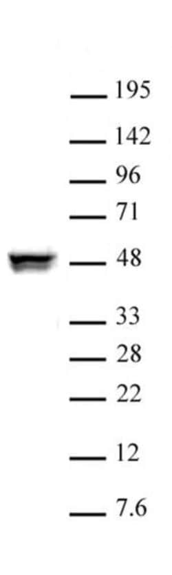 CTBP2 Polyclonal Antibody, Active Motif:Antibodies:Primary Antibodies