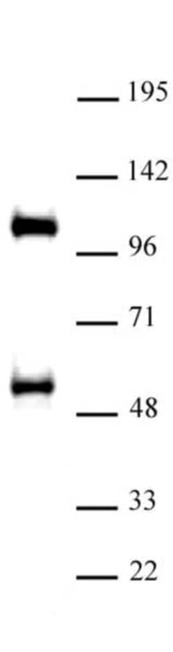 TAZ / WWTR1 Polyclonal Antibody, Active Motif 10 &mu;L | Buy Online | Active Motif | Fisher Scientific