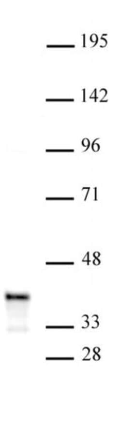 PDX1 Polyclonal Antibody, Active Motif:Antibodies:Primary Antibodies