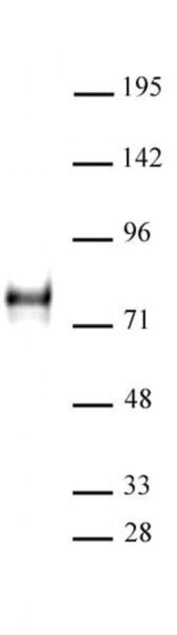 YAP1 Polyclonal Antibody, Active Motif 10 &mu;L; Unconjugated:Antibodies,