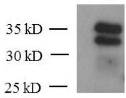 KLF6 Monoclonal Antibody (2A2), Active Motif:Antibodies:Primary Antibodies