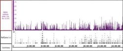 PBRM1 Polyclonal Antibody, Active Motif 100 &mu;L; Unconjugated:Antibodies,