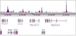 SRF Monoclonal Antibody (2C5), Active Motif 100 &mu;g; Unconjugated:Antibodies,