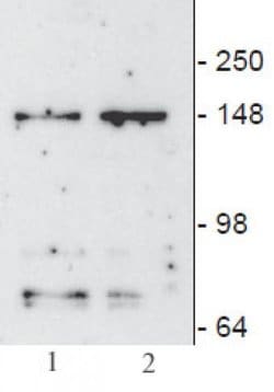 JMJD3 / KDM6B Monoclonal Antibody (67-A2), Active Motif:Antibodies:Primary