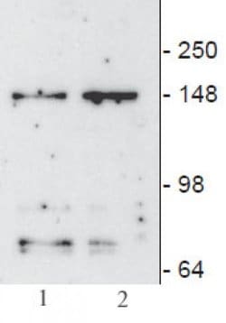 JMJD3 / KDM6B Monoclonal Antibody (67-A2), Active Motif 10 &mu;g; Unconjugated:Antibodies,