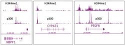 p300 Monoclonal Antibody (NM11), Active Motif 100 &mu;g; Unconjugated:Antibodies,
