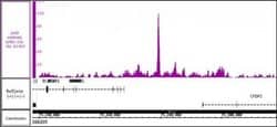 JunD Polyclonal Antibody, Active Motif:Antibodies:Primary Antibodies