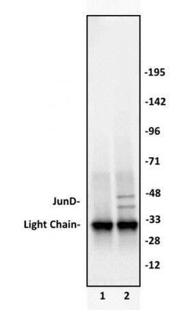 JunD Polyclonal Antibody, Active Motif:Antibodies:Primary Antibodies