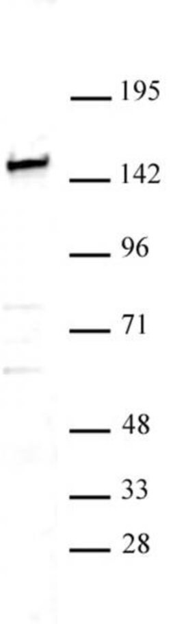 SMARCC1 / BAF155 Polyclonal Antibody, Active Motif 100 &mu;L; Unconjugated:Antibodies,