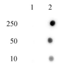 Histone H4H18ph Polyclonal Antibody, Active Motif:Antibodies:Primary Antibodies