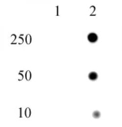 Histone H4H18ph Polyclonal Antibody, Active Motif:Antibodies:Primary Antibodies