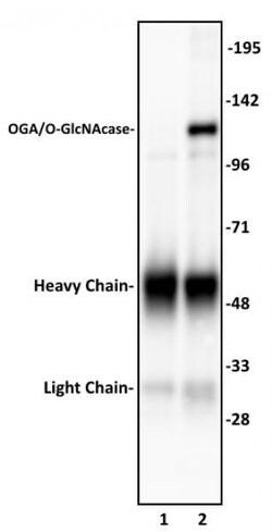 OGA/O-GlcNAcase Polyclonal Antibody, Active Motif 10 &mu;L; Unconjugated:Antibodies,