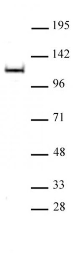OGA/O-GlcNAcase Polyclonal Antibody, Active Motif 10 &mu;L; Unconjugated:Antibodies,