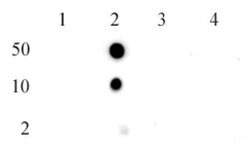 Histone H2BK5me1 Polyclonal Antibody, Active Motif 100 &mu;L; Unconjugated:Antibodies,