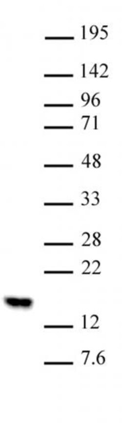 Histone H2BK5me1 Polyclonal Antibody, Active Motif 100 &mu;L; Unconjugated:Antibodies,