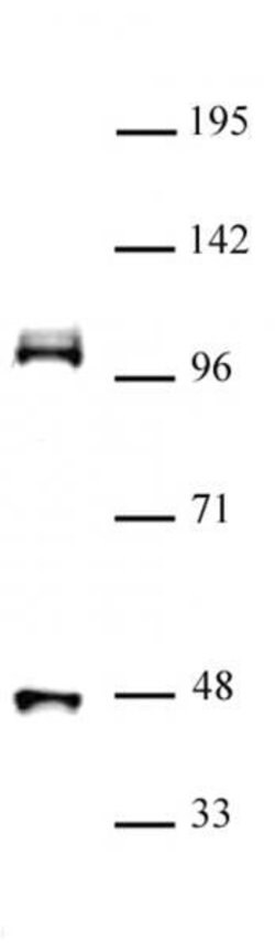 CUL4B Polyclonal Antibody, Active Motif 100 &mu;L; Unconjugated:Antibodies,