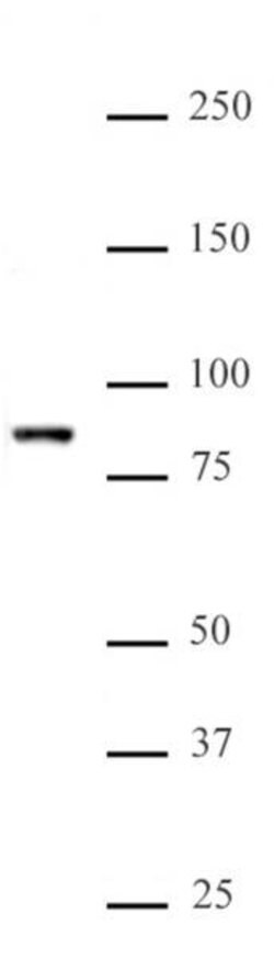 KMT2E (MLL5) Polyclonal Antibody, Active Motif 10 &mu;L; Unconjugated:Antibodies,