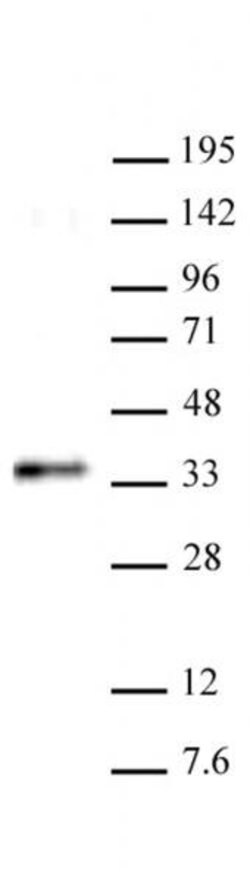 RYBP Polyclonal Antibody, Active Motif:Antibodies:Primary Antibodies