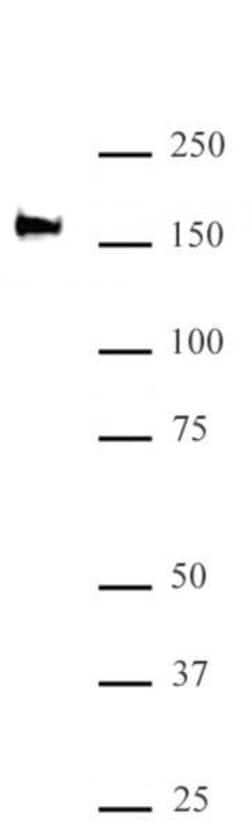 SMARCC2 / BAF170 Polyclonal Antibody, Active Motif:Antibodies:Primary Antibodies