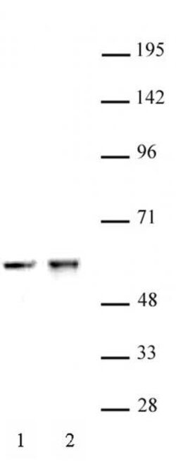 CDK8 Polyclonal Antibody, Active Motif:Antibodies:Primary Antibodies