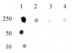 DNMT1 monomethyl (Lys142) Polyclonal Antibody, Active Motif:Antibodies:Primary