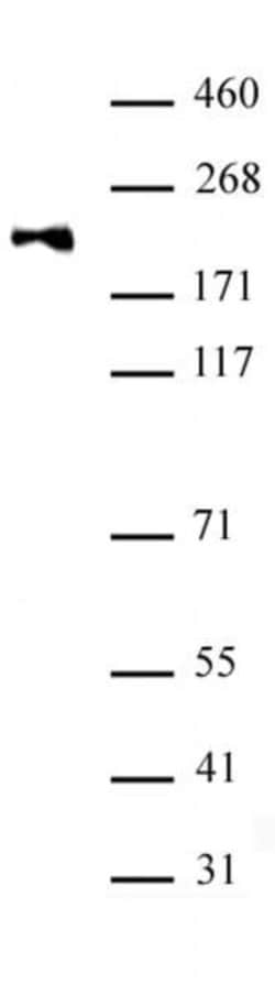 DNMT1 monomethyl (Lys142) Polyclonal Antibody, Active Motif:Antibodies:Primary