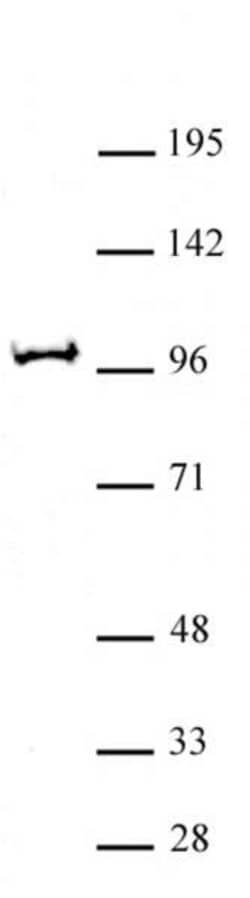 BAP1 Polyclonal Antibody, Active Motif:Antibodies:Primary Antibodies