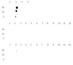 Histone H3K14me1 Polyclonal Antibody, Active Motif 100 &mu;L; Unconjugated:Antibodies,