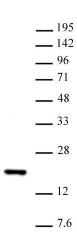 Histone H3K14me1 Polyclonal Antibody, Active Motif 100 &mu;L; Unconjugated:Antibodies,