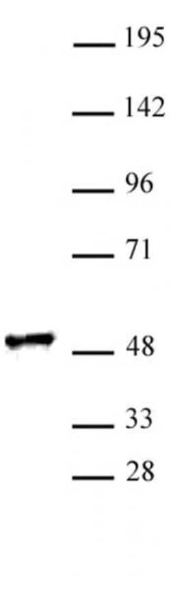 RING1 Polyclonal Antibody, Active Motif:Antibodies:Primary Antibodies