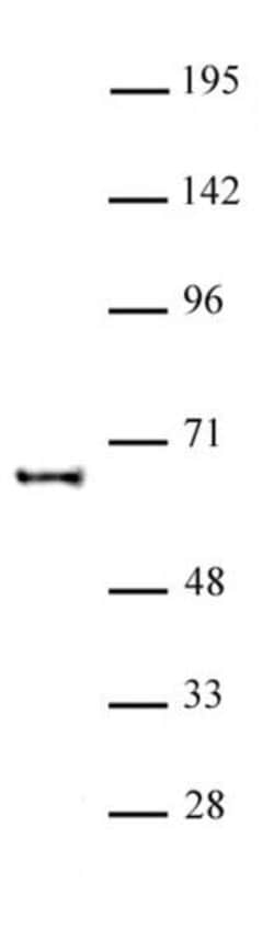 KAT5 Polyclonal Antibody, Active Motif:Antibodies:Primary Antibodies
