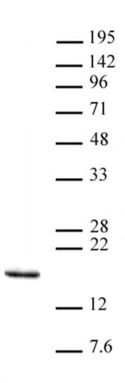 Histone H3K14me3 Polyclonal Antibody, Active Motif 10 &mu;L; Unconjugated:Antibodies,