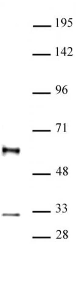 GFI1 Polyclonal Antibody, Active Motif 10 &mu;L; Unconjugated:Antibodies,