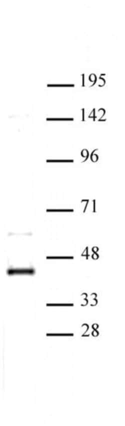 CDK9 Polyclonal Antibody, Active Motif 10 &mu;L; Unconjugated:Antibodies,