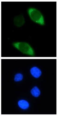 Cas9 Monoclonal Antibody (7A9-3A3), Active Motif 10 &mu;g; Unconjugated:Antibodies,