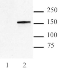 Cas9 Monoclonal Antibody (7A9-3A3), Active Motif 10 &mu;g; Unconjugated:Antibodies,