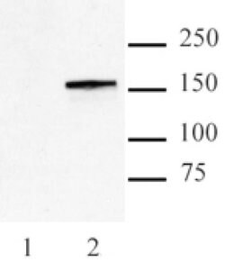 Cas9 Monoclonal Antibody (7A9-3A3), Active Motif 10 &mu;g; Unconjugated:Antibodies,