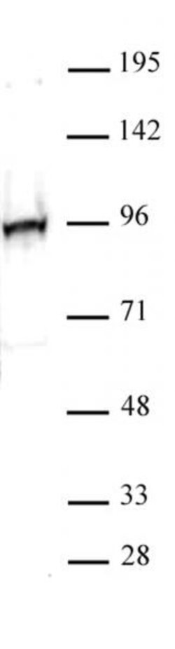 NRF2 Polyclonal Antibody, Active Motif:Antibodies:Primary Antibodies