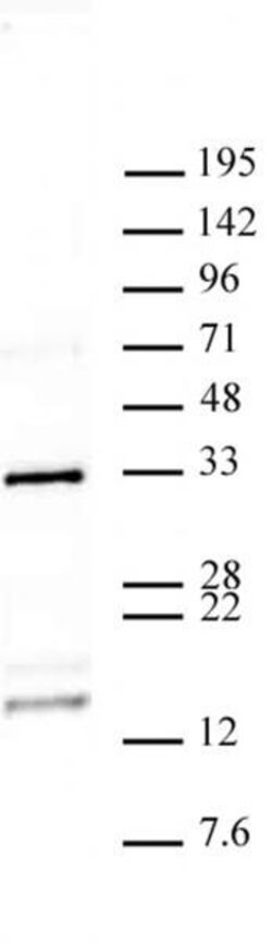 Histone H2AQ104me1 Polyclonal Antibody, Active Motif 10 &mu;L; Unconjugated:Antibodies,