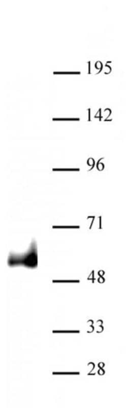 PAX6 Polyclonal Antibody, Active Motif 100 &mu;L | Buy Online | Active Motif | Fisher Scientific