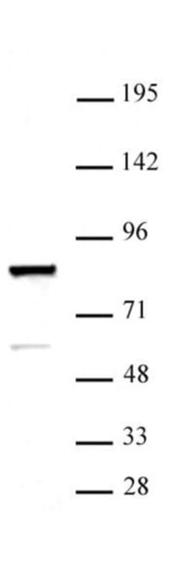 ARID3A Polyclonal Antibody, Active Motif 10 &mu;L; Unconjugated:Antibodies,