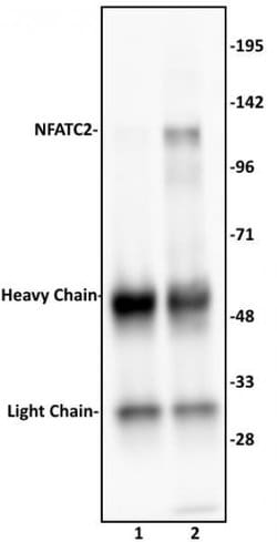 NFATC2 Polyclonal Antibody, Active Motif:Antibodies:Primary Antibodies