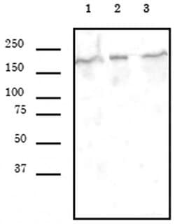 SMARCA4 Monoclonal Antibody (5B7), Active Motif 10 &mu;g; Unconjugated:Antibodies,
